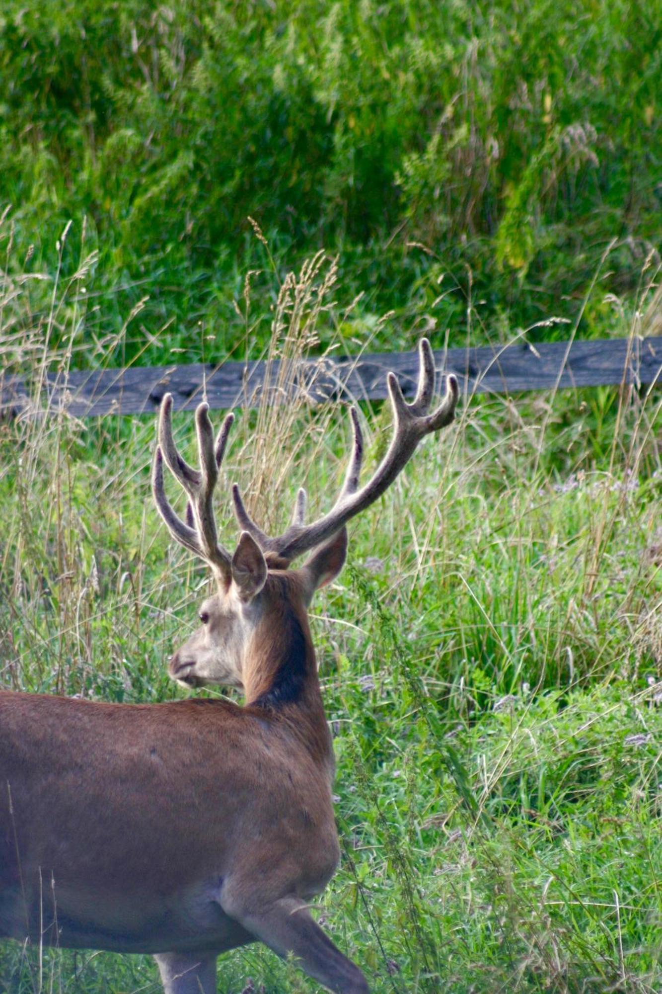 Brown Deer - Z Sauna Na Tarasie, Jacuzzi I Widokiem Na Gory - By Deer Hills Luxury Kocon