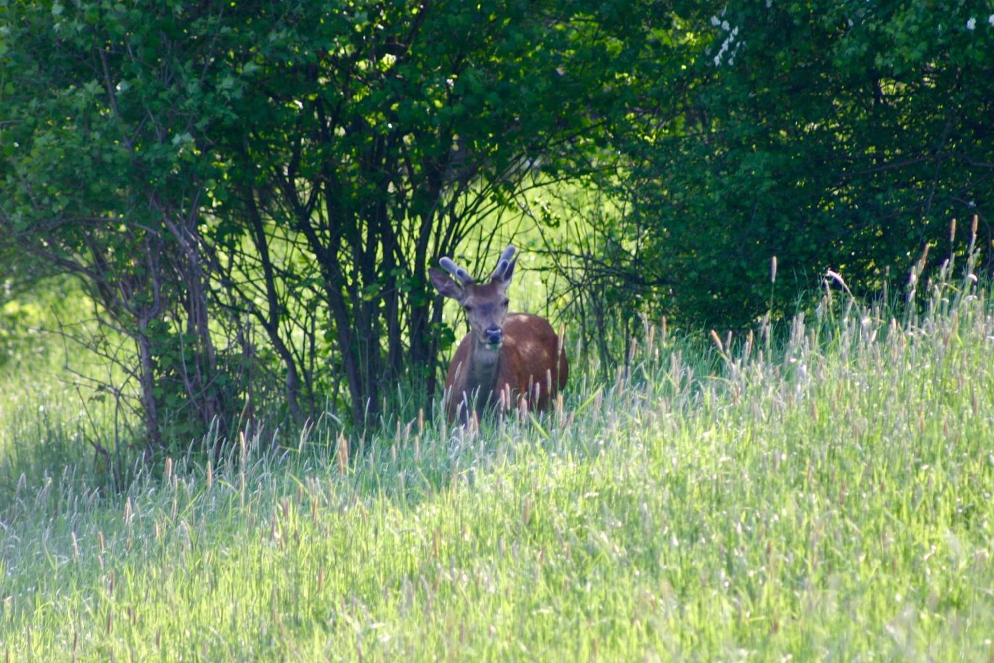 Brown Deer - Z Sauna Na Tarasie, Jacuzzi I Widokiem Na Gory - By Deer Hills Luxury *